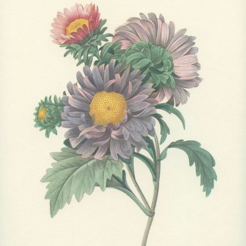 china asters in purple tones