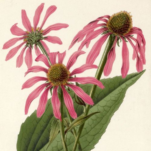 pink print of coneflowers