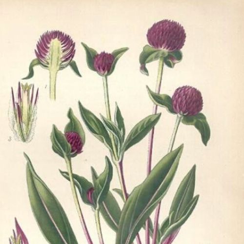 pink Gomphrena botanical illustration