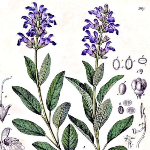 2 stems of purple Salvia
