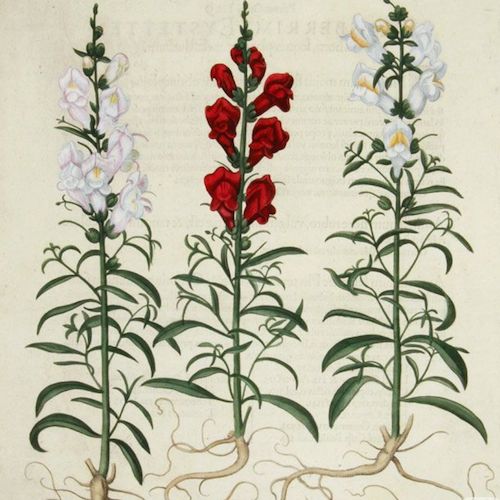 painted snapdragons long stems red and white