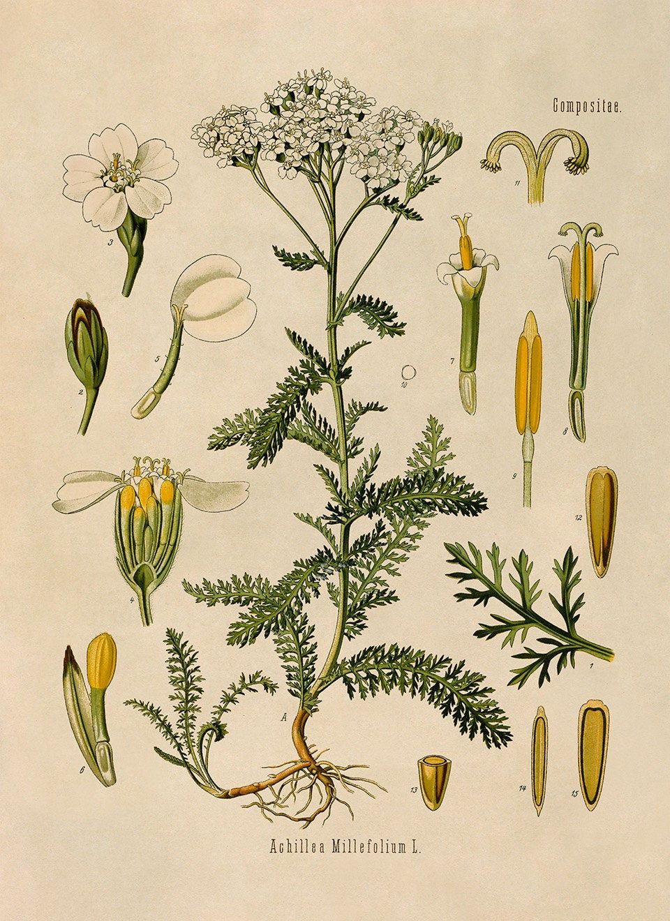 botanical information about yarrow plant