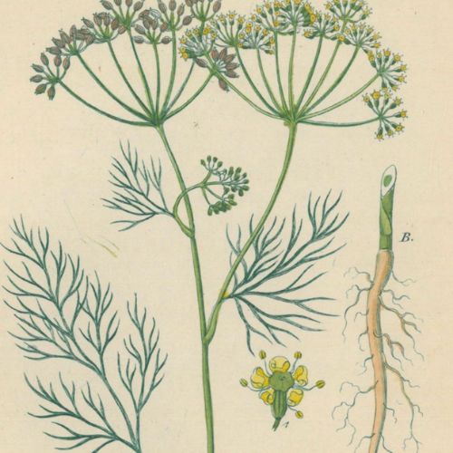 airy illustration of wild dill