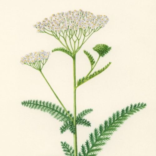 white yarrow plant illustration