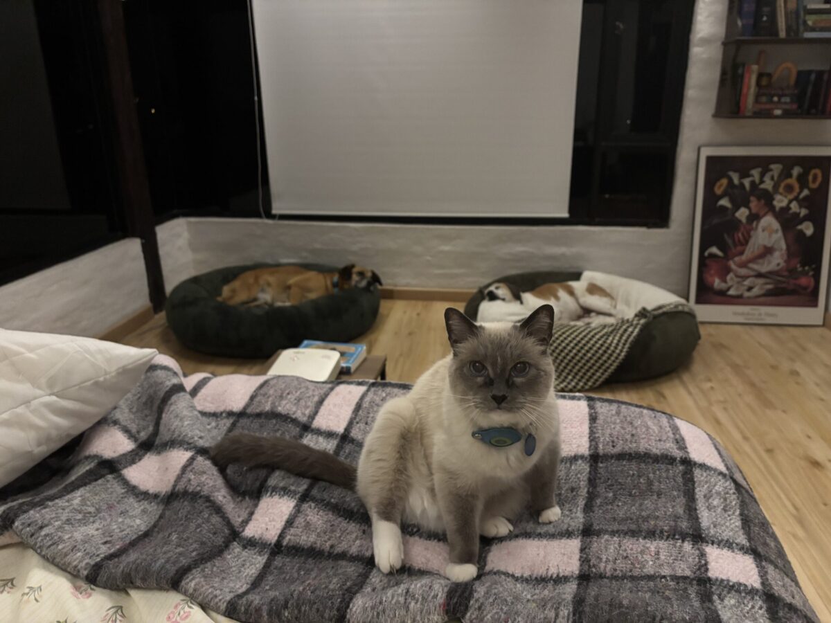 cat and two dogs in bedroom at night